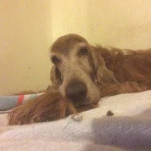 Meet your Posher, Lois